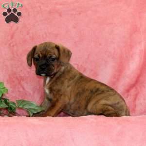 Autumn, Boston Terrier Mix Puppy